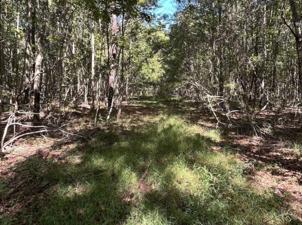 Listing Image #5 - Land for sale at 0 Mcleod Rd, Walterboro SC 29488 Listing Image #5 - Land for sale at 0 Mcleod Rd, Walterboro SC 29488
