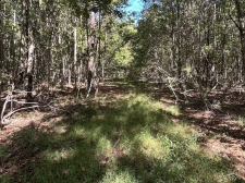 Listing Image #5 - Land for sale at 0 Mcleod Rd, Walterboro SC 29488 Listing Image #5 - Land for sale at 0 Mcleod Rd, Walterboro SC 29488