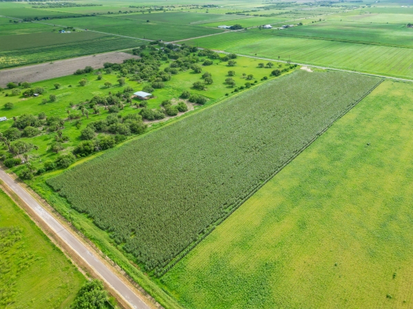 Listing Image #3 - Others for sale at 33.84 FM 506, Santa Rosa TX 78593