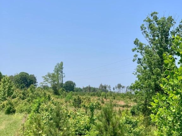 Listing Image #3 - Land for sale at 5326 Zachary Taylor Highway, Mineral VA 23117