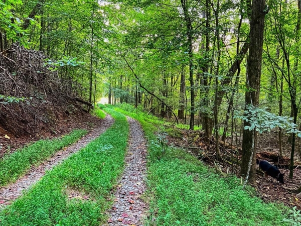 Listing Image #1 - Land for sale at 241 AC Legion Road, Ellijay GA 30540