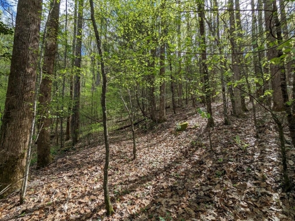 Listing Image #3 - Land for sale at 3.71 Buck Creek Trail Ph3, Epworth GA 30541