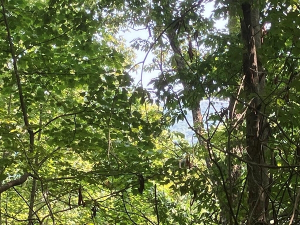 Listing Image #3 - Land for sale at 5.8 Copper Creek Road, Murphy NC 28906