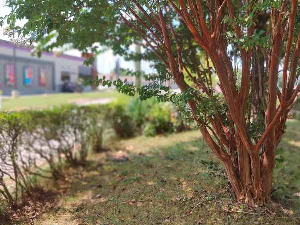 Listing Image #3 - Others for sale at 115 Indiana Avenue, Florence AL 35630