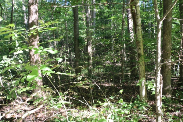 Listing Image #1 - Land for sale at 166 Hermitage Cir, Bumpus Mills TN 37028