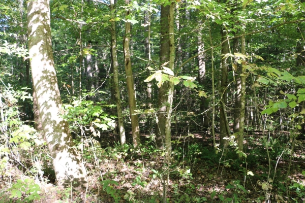 Listing Image #2 - Land for sale at 166 Hermitage Cir, Bumpus Mills TN 37028
