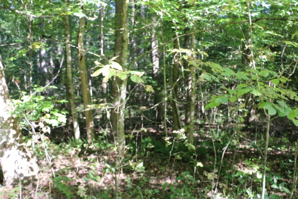 Listing Image #3 - Land for sale at 166 Hermitage Cir, Bumpus Mills TN 37028