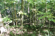 Listing Image #3 - Land for sale at 166 Hermitage Cir, Bumpus Mills TN 37028