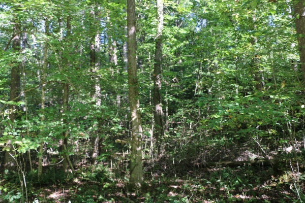 Listing Image #1 - Land for sale at 167 Hermitage Cir, Bumpus Mills TN 37028