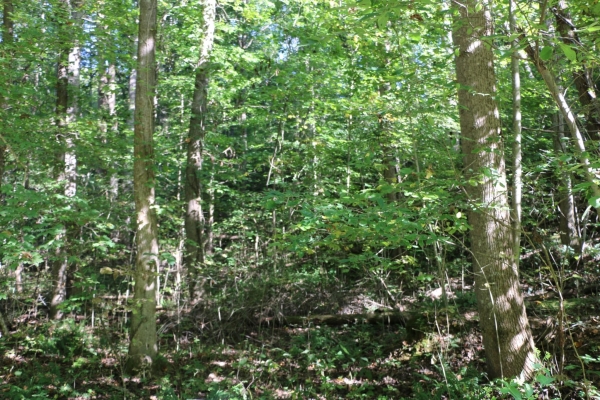 Listing Image #2 - Land for sale at 167 Hermitage Cir, Bumpus Mills TN 37028