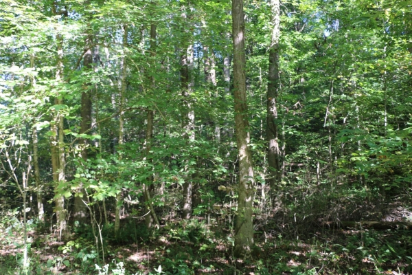Listing Image #3 - Land for sale at 167 Hermitage Cir, Bumpus Mills TN 37028