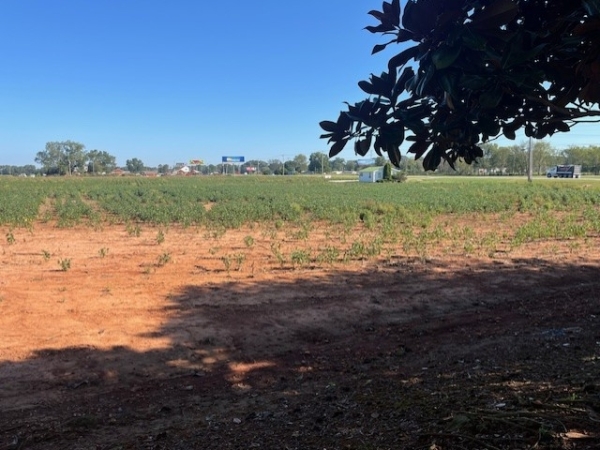 Listing Image #2 - Land for sale at 0 Wilson Dam Rd. S, Mluscle Shoals AL 35661