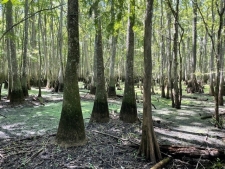 Land property for sale in Ridgeville, SC