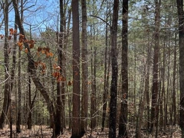 Listing Image #1 - Land for sale at LT 4 Hunter Ridge, Ellijay GA 30540