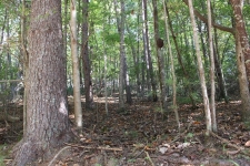Land property for sale in Ellijay, GA