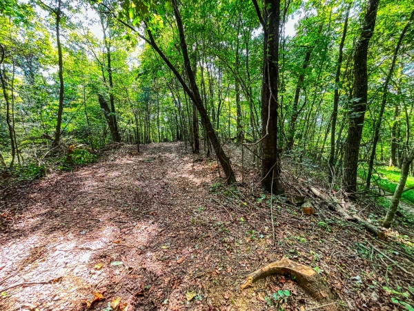 Listing Image #3 - Others for sale at 241 Acres Legion Road, Ellijay GA 30540