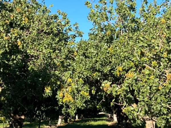 Listing Image #3 - Others for sale at Wisconsin Ave, Corning CA 96021