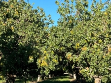Listing Image #3 - Others for sale at Wisconsin Ave, Corning CA 96021