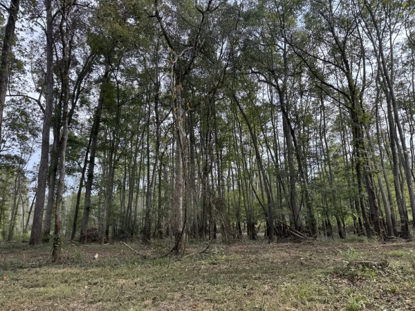 Listing Image #2 - Land for sale at Highway 57, Pocahontas TN 38061 Listing Image #2 - Land for sale at Highway 57, Pocahontas TN 38061