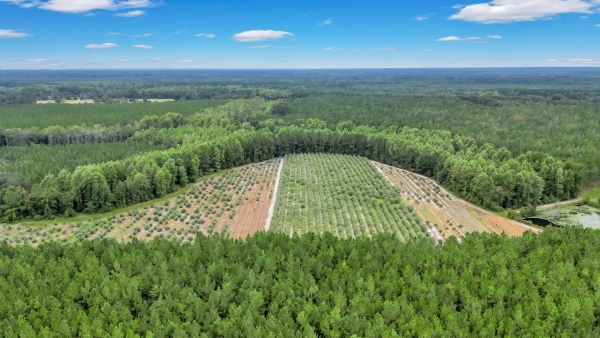 Listing Image #1 - Farm for sale at 2437 Highway 121, Glennville GA 30427