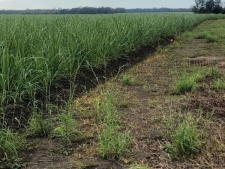 Listing Image #3 - Land for sale at Tbd Main Highway, St__martinville LA 70582