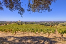 Listing Image #2 - Land for sale at Shenandoah School Road, Plymouth CA 95669