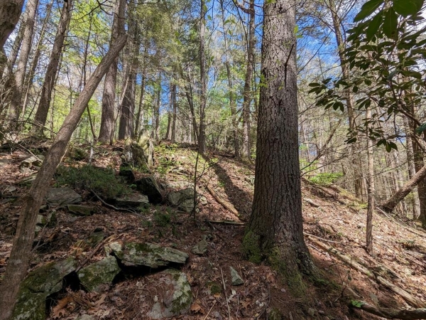 Listing Image #1 - Land for sale at LT F309 Gold Mine Drive, Ellijay GA 30540