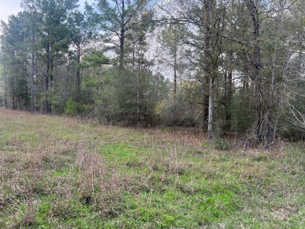 Listing Image #3 - Land for sale at Pioneer Trail, Livingston TX 77351