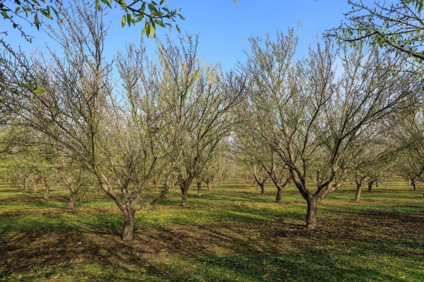 Listing Image #2 - Land for sale at 29 Washington Road, Hughson CA 95326