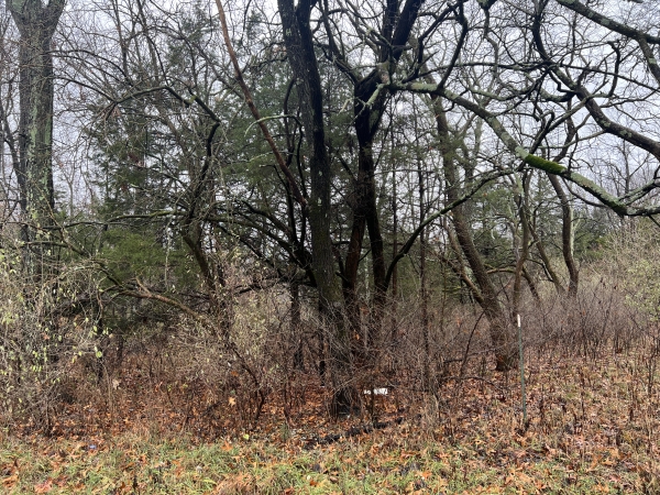 Listing Image #1 - Land for sale at 2975 Eagle Point Bay Rd, Goreville IL 62939