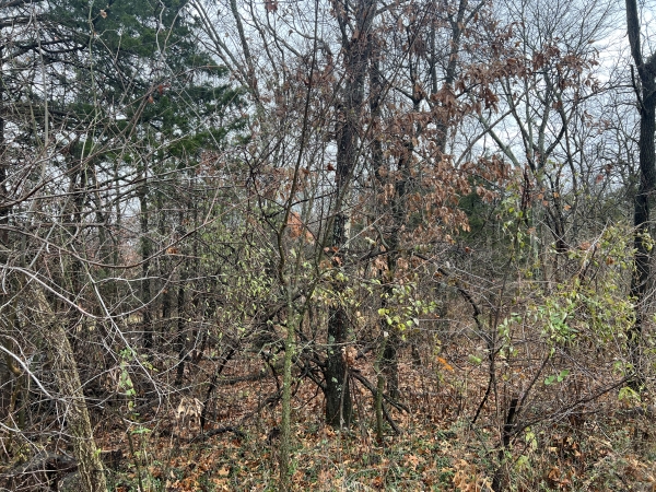 Listing Image #3 - Land for sale at 2975 Eagle Point Bay Rd, Goreville IL 62939