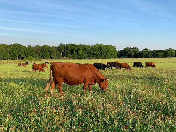Listing Image #2 - Others for sale at 627 Buford Rd, Arabi GA 31712