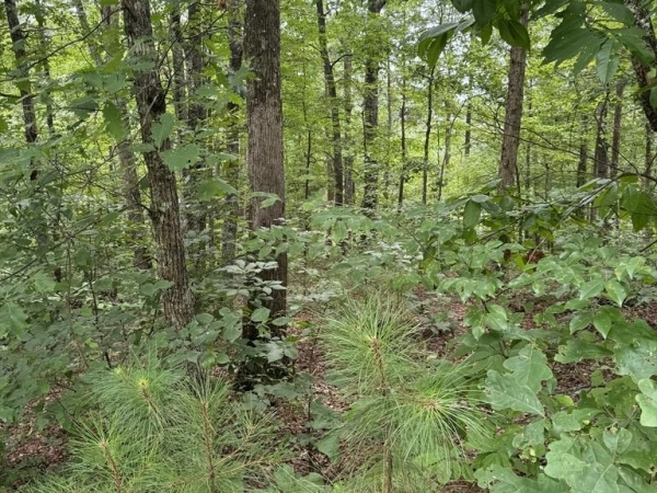 Listing Image #3 - Land for sale at LOT 5 Harris Creek Drive, Ellijay GA 30540