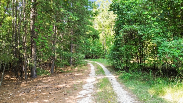 Listing Image #3 - Land for sale at 109 NC Highway N, Wadesboro NC 28170