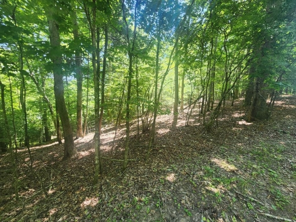 Listing Image #3 - Land for sale at Lot 3 Meadow View Drive, Morganton GA 30560