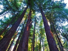 Land property for sale in Occidental, CA
