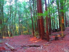 Listing Image #2 - Land for sale at 15210 Bittner Rd, Occidental CA 95465