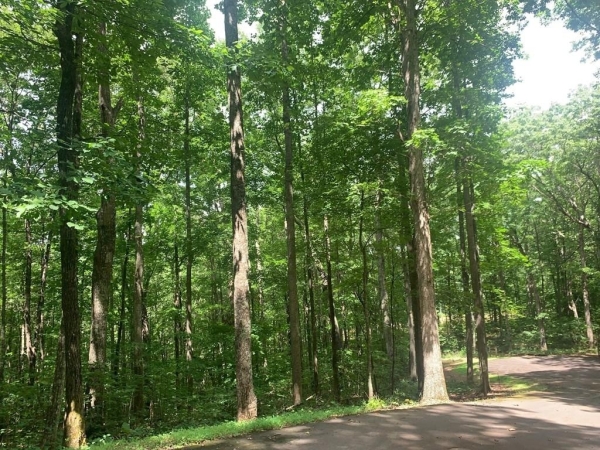 Listing Image #3 - Land for sale at Lot 89 Broken Bow Trail, Young Harris GA 30582