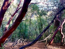 Listing Image #3 - Land for sale at 7333 Tehama Street, Nice CA 95464