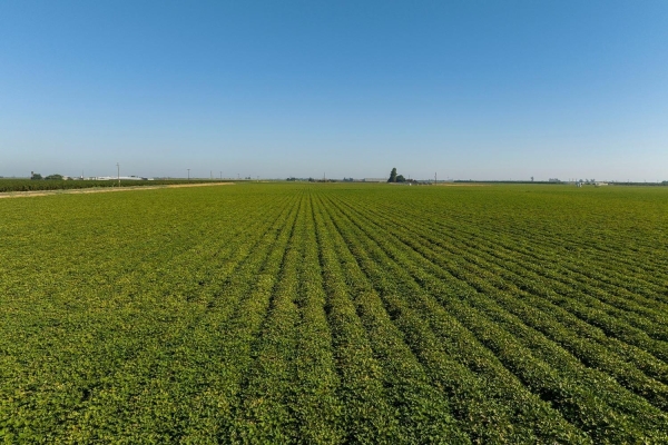 Listing Image #1 - Land for sale at 15490 Atwater Jordan Road, Livingston CA 95334