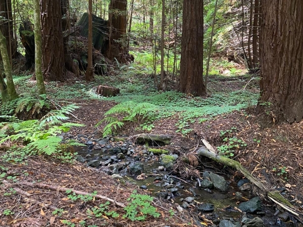 Listing Image #1 - Land for sale at 1545 Cazadero Hwy, Cazadero CA 95421