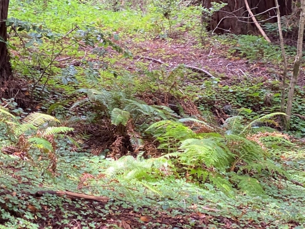 Listing Image #3 - Land for sale at 1545 Cazadero Hwy, Cazadero CA 95421