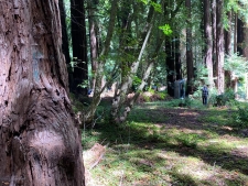 Listing Image #2 - Land for sale at 1545 Cazadero Hwy, Cazadero CA 95421