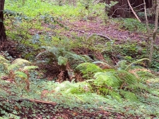 Listing Image #3 - Land for sale at 1545 Cazadero Hwy, Cazadero CA 95421