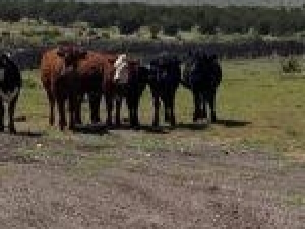 Listing Image #2 - Others for sale at Rnch Vw Lp, Carrizozo NM 88301