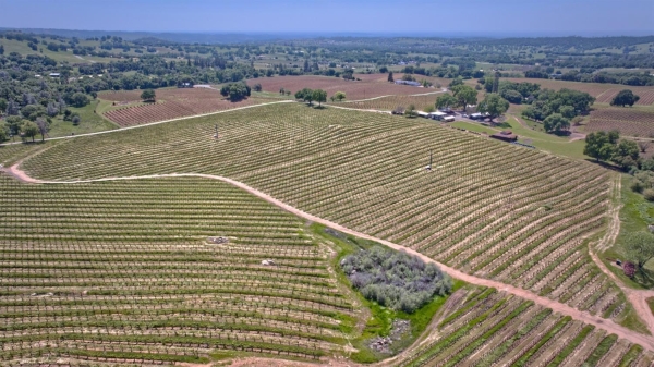 Listing Image #3 - Land for sale at Shenandoah School Road, Plymouth CA 95669