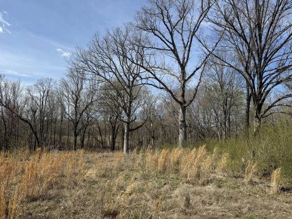 Listing Image #3 - Land for sale at West Market, Poplar Bluff MO 63901