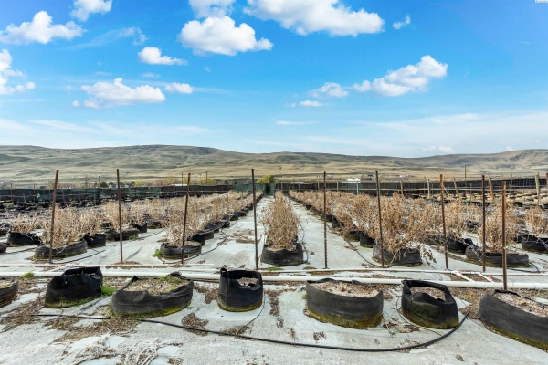 Listing Image #2 - Others for sale at 22604 N Hosko Road, Prosser WA 99350