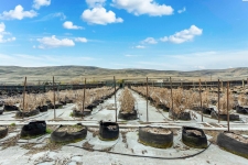 Listing Image #2 - Others for sale at 22604 N Hosko Road, Prosser WA 99350