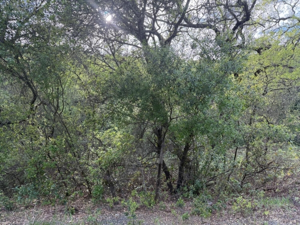 Listing Image #1 - Land for sale at Toby Tyler Way, Dobbins CA 95935
